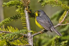Canada Warbler, Cardellina canadensis