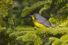 Canada Warbler, Cardellina canadensis
