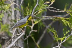 Canada Warbler, Cardellina canadensis