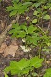 Canada Waterleaf, Hydrophyllum canadense