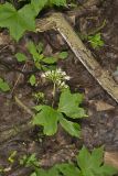Canada Waterleaf, Hydrophyllum canadense
