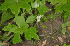 Canada Waterleaf