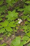 Canada Waterleaf, Hydrophyllum canadense