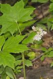 Canada Waterleaf, Hydrophyllum canadense