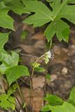 Canada Waterleaf, Hydrophyllum canadense
