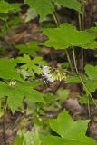 Canada Waterleaf, Hydrophyllum canadense