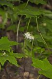 Canada Waterleaf, Hydrophyllum canadense