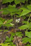 Canada Waterleaf, Hydrophyllum canadense