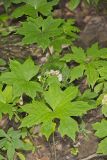 Canada Waterleaf, Hydrophyllum canadense