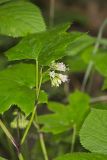 Canada Waterleaf, Hydrophyllum canadense