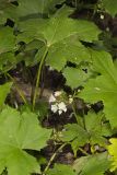 Canada Waterleaf, Hydrophyllum canadense