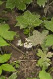 Canada Waterleaf, Hydrophyllum canadense