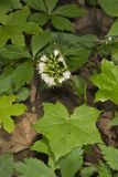 Canada Waterleaf, Hydrophyllum canadense