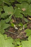 Canada Waterleaf, Hydrophyllum canadense
