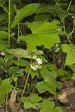 Canada Waterleaf, Hydrophyllum canadense