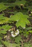 Canada Waterleaf, Hydrophyllum canadense