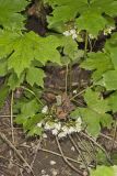 Canada Waterleaf, Hydrophyllum canadense