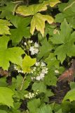 Canada Waterleaf, Hydrophyllum canadense