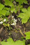 Canada Waterleaf, Hydrophyllum canadense
