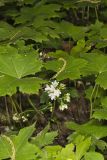 Canada Waterleaf, Hydrophyllum canadense
