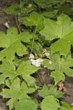 Canada Waterleaf, Hydrophyllum canadense