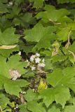 Canada Waterleaf, Hydrophyllum canadense