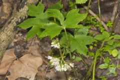 Canada Waterleaf, Hydrophyllum canadense