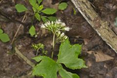 Canada Waterleaf, Hydrophyllum canadense Canada Waterleaf, Hydrophyllum canadense