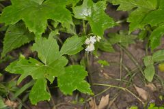 Canada Waterleaf, Hydrophyllum canadense Canada Waterleaf, Hydrophyllum canadense