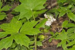 Canada Waterleaf, Hydrophyllum canadense Canada Waterleaf, Hydrophyllum canadense
