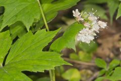 Canada Waterleaf, Hydrophyllum canadense Canada Waterleaf, Hydrophyllum canadense