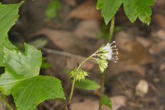 Canada Waterleaf, Hydrophyllum canadense Canada Waterleaf, Hydrophyllum canadense