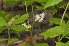 Canada Waterleaf, Hydrophyllum canadense Canada Waterleaf, Hydrophyllum canadense