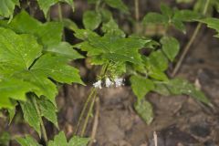 Canada Waterleaf, Hydrophyllum canadense Canada Waterleaf, Hydrophyllum canadense