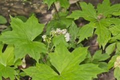 Canada Waterleaf, Hydrophyllum canadense Canada Waterleaf, Hydrophyllum canadense