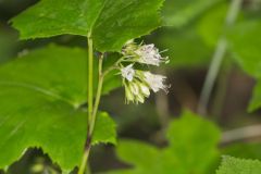 Canada Waterleaf, Hydrophyllum canadense Canada Waterleaf, Hydrophyllum canadense