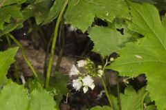 Canada Waterleaf, Hydrophyllum canadense Canada Waterleaf, Hydrophyllum canadense