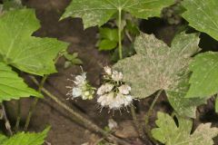 Canada Waterleaf, Hydrophyllum canadense Canada Waterleaf, Hydrophyllum canadense