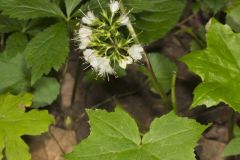 Canada Waterleaf, Hydrophyllum canadense Canada Waterleaf, Hydrophyllum canadense