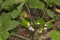 Canada Waterleaf, Hydrophyllum canadense Canada Waterleaf, Hydrophyllum canadense