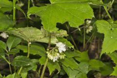 Canada Waterleaf, Hydrophyllum canadense Canada Waterleaf, Hydrophyllum canadense