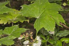 Canada Waterleaf, Hydrophyllum canadense Canada Waterleaf, Hydrophyllum canadense