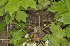 Canada Waterleaf, Hydrophyllum canadense Canada Waterleaf, Hydrophyllum canadense
