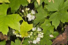 Canada Waterleaf, Hydrophyllum canadense Canada Waterleaf, Hydrophyllum canadense