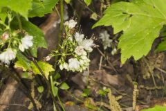 Canada Waterleaf, Hydrophyllum canadense