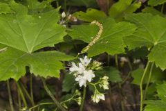 Canada Waterleaf, Hydrophyllum canadense