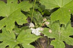 Canada Waterleaf, Hydrophyllum canadense Canada Waterleaf, Hydrophyllum canadense