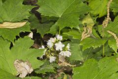 Canada Waterleaf, Hydrophyllum canadense Canada Waterleaf, Hydrophyllum canadense