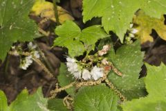 Canada Waterleaf, Hydrophyllum canadense Canada Waterleaf, Hydrophyllum canadense