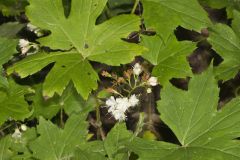Canada Waterleaf, Hydrophyllum canadense Canada Waterleaf, Hydrophyllum canadense